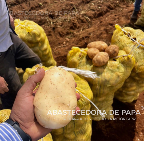 Factores que influyen en la fluctuación de los precios de la papa en México: un análisis regional